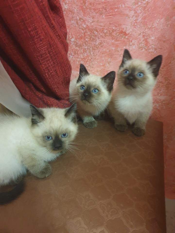 Chatons mâles Siamois