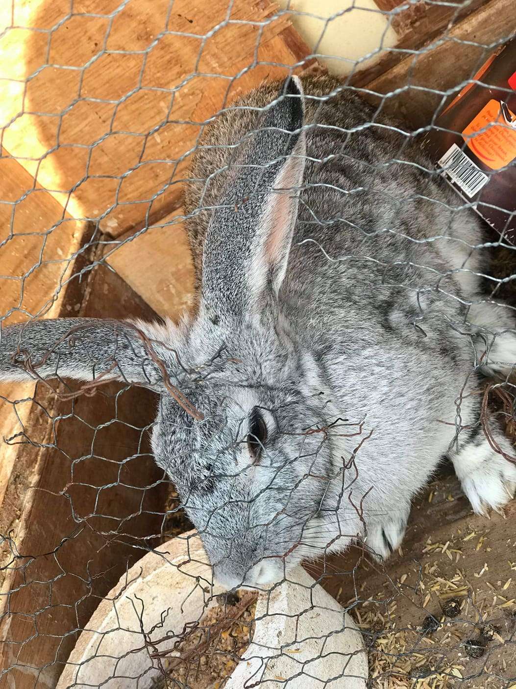 Lapin de race Lapin de race