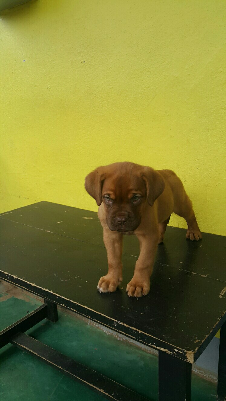 Chiots Dogue de Bordeaux Chiots Dogue de Bordeaux