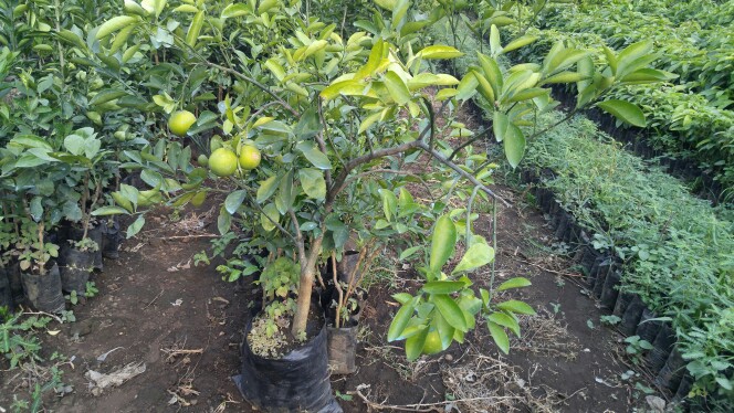 Arbres fruitiers - orangers greffés Arbres fruitiers - orangers greffés