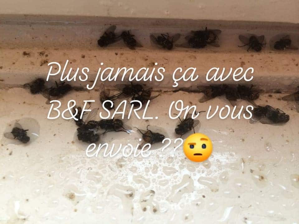 Traitement des cafards à domicile Traitement des cafards à domicile