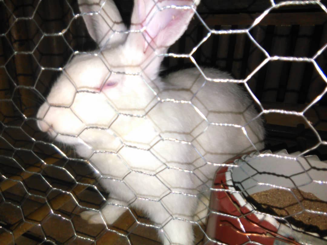 Lapins de race Lapins de race