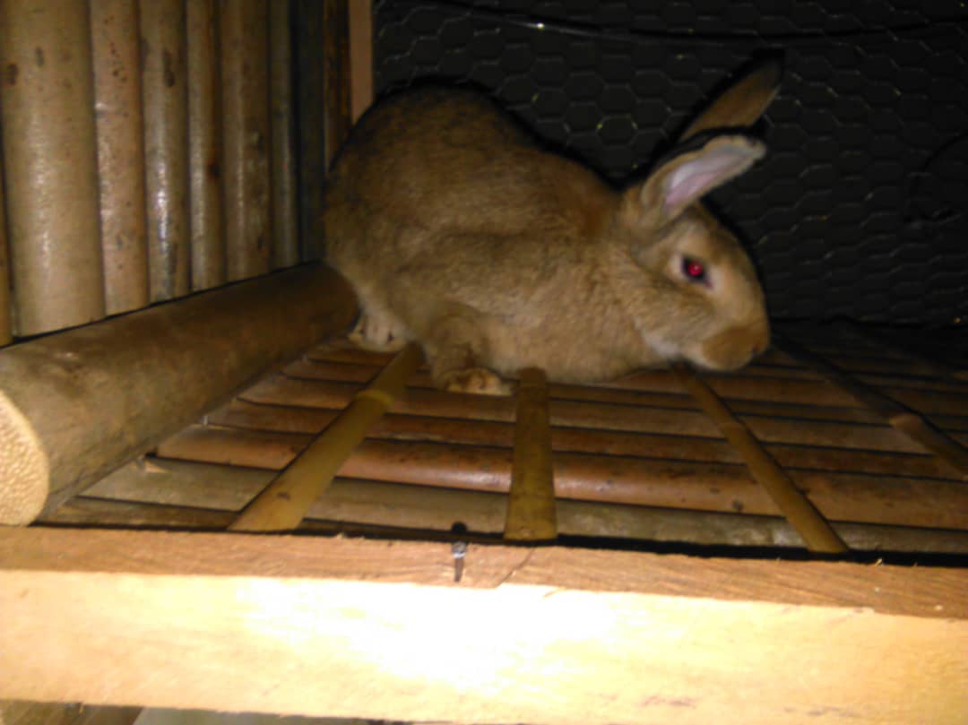 Lapins de race Lapins de race