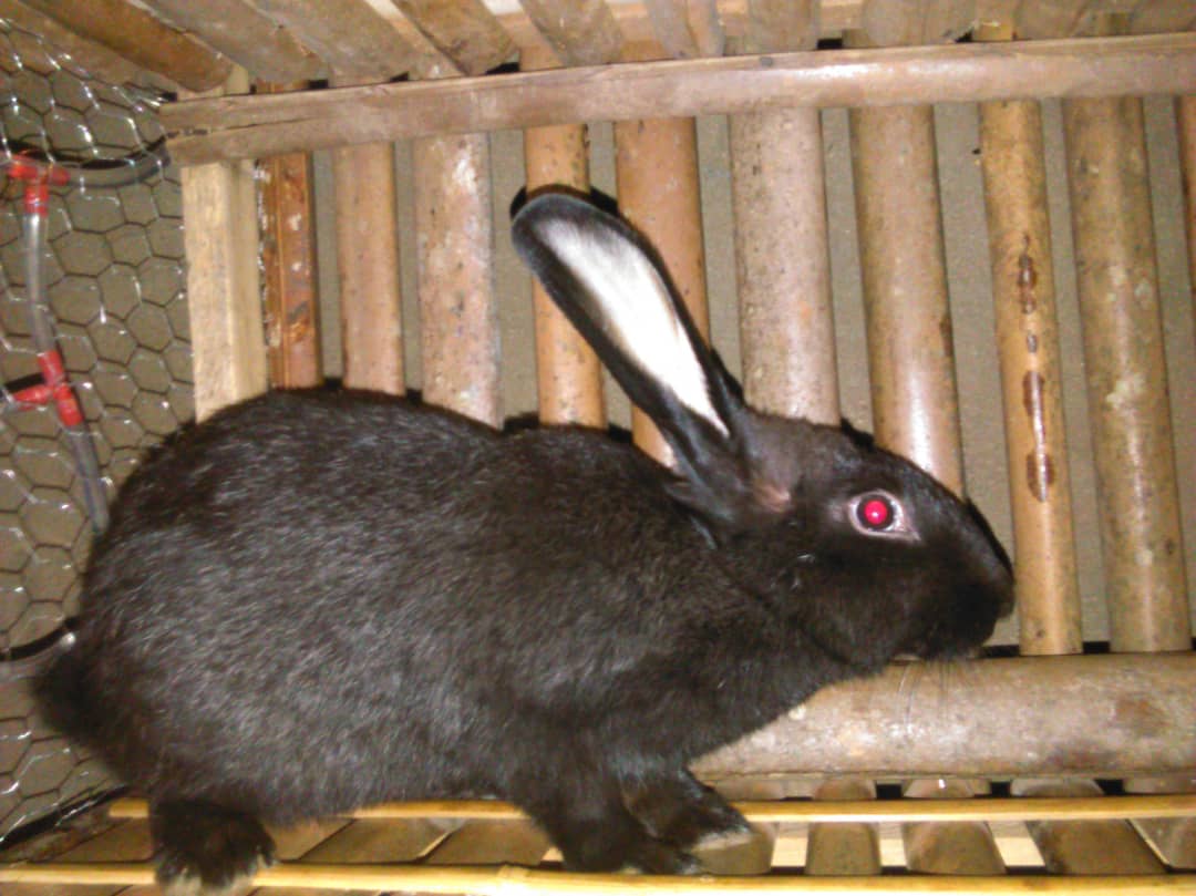 Lapins de race Lapins de race