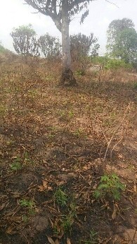 Vente Terrain - Douala Logpom