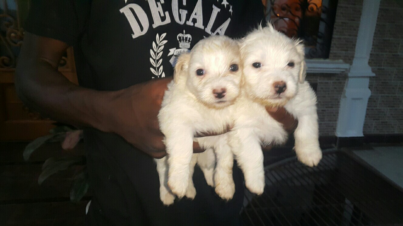 Chiots caniches Chiots caniches