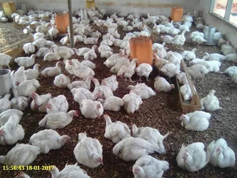 Poulet de chair très bonne qualité