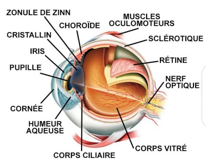 Recherche de tacherns et permanants Recherche de tacherns et permanants