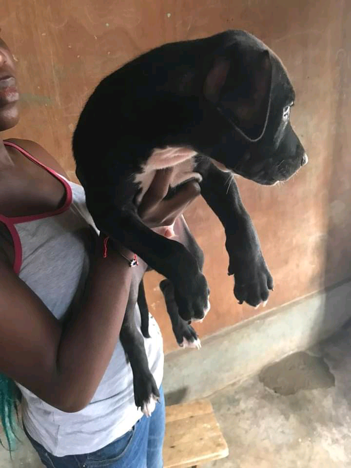 chien de race Berger Allemand disponible chien de race Berger Allemand disponible