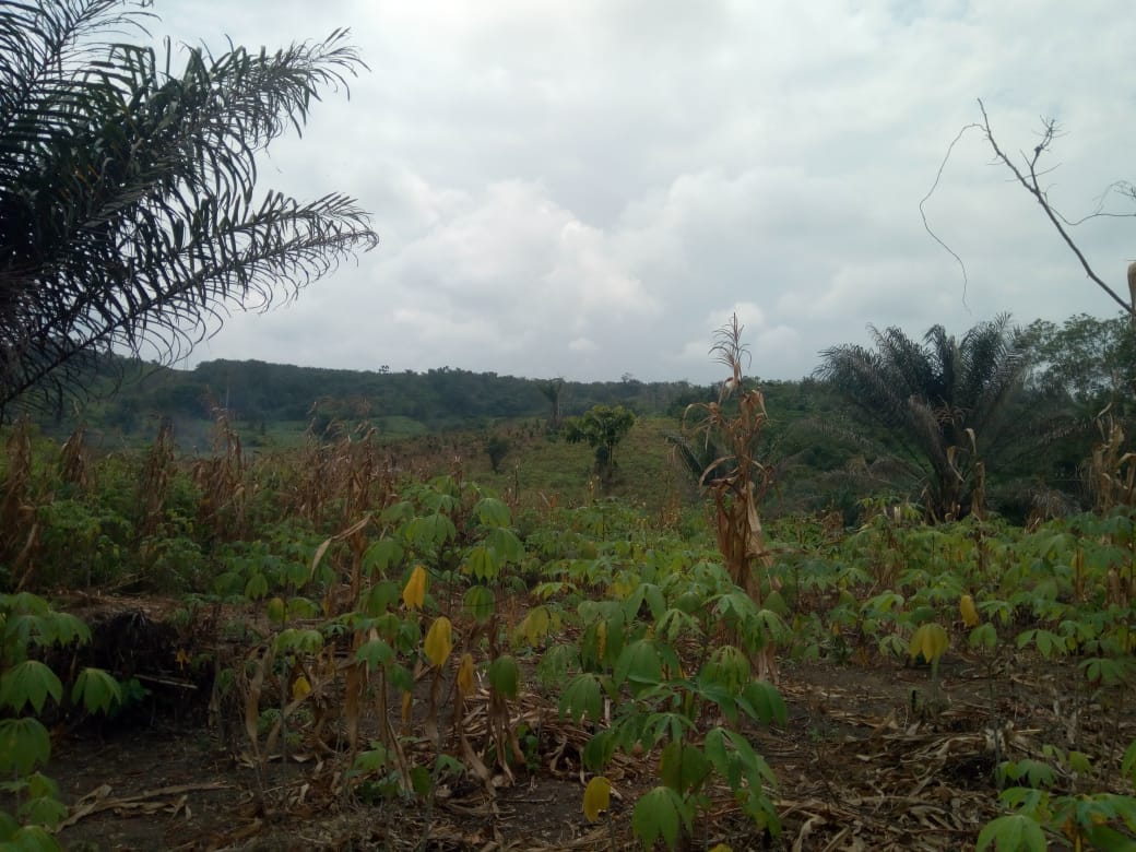 TERRAIN EN VENTE A GRAND ALEPE TERRAIN EN VENTE A GRAND ALEPE