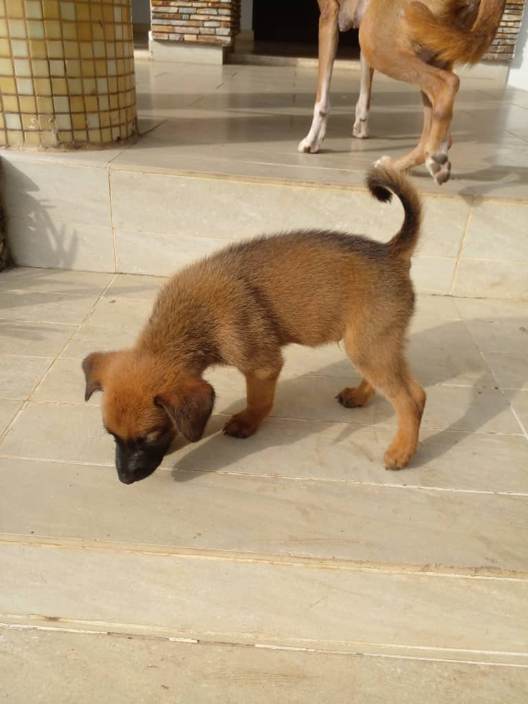 Chiot berger malinois