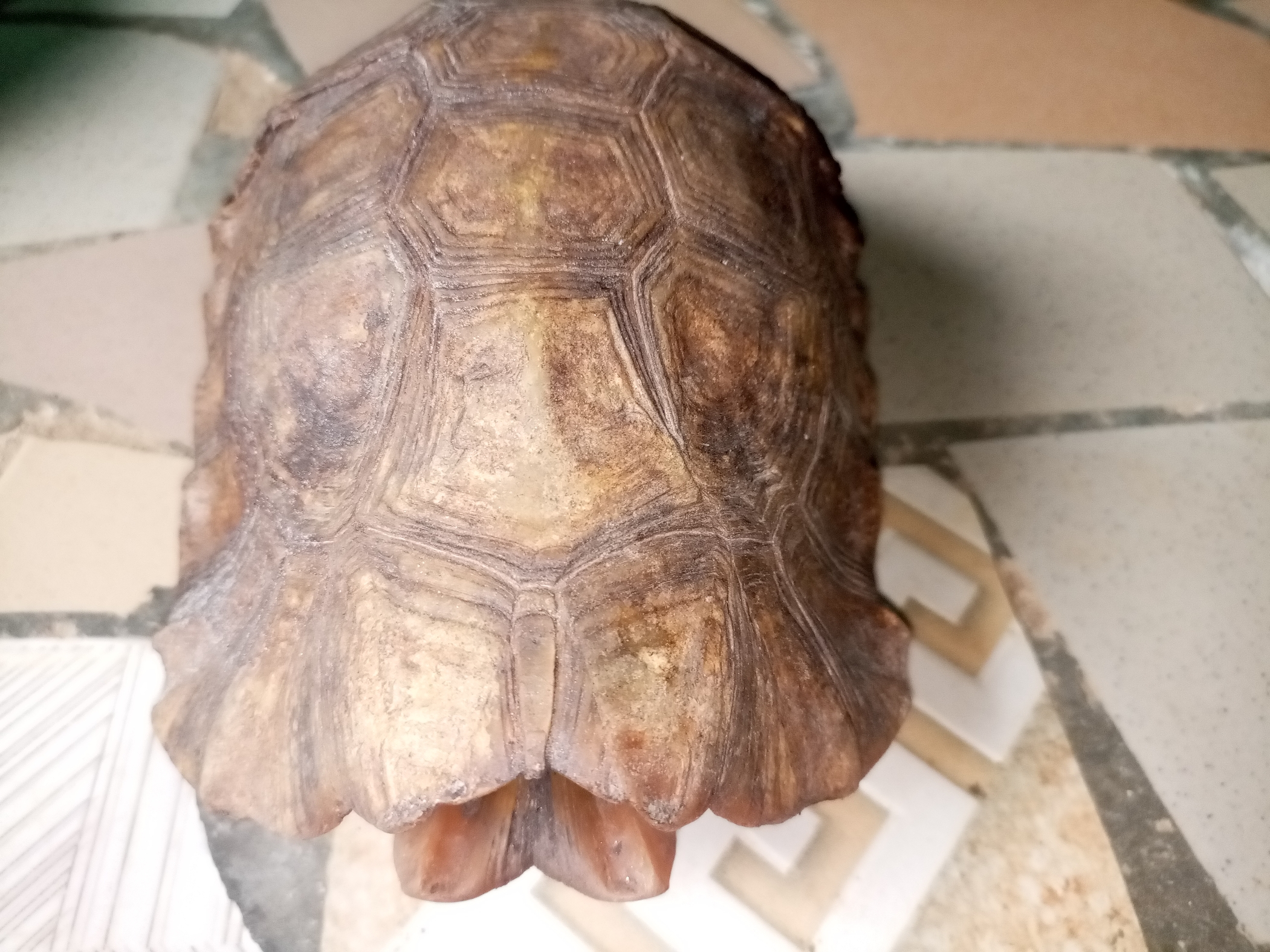 vente de tortues terrestres