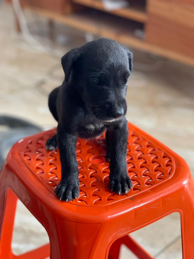 Chiots dogue allemand