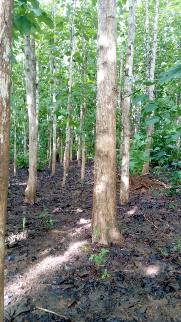 Plantation de bois de Teck en vente dans la région Agboville