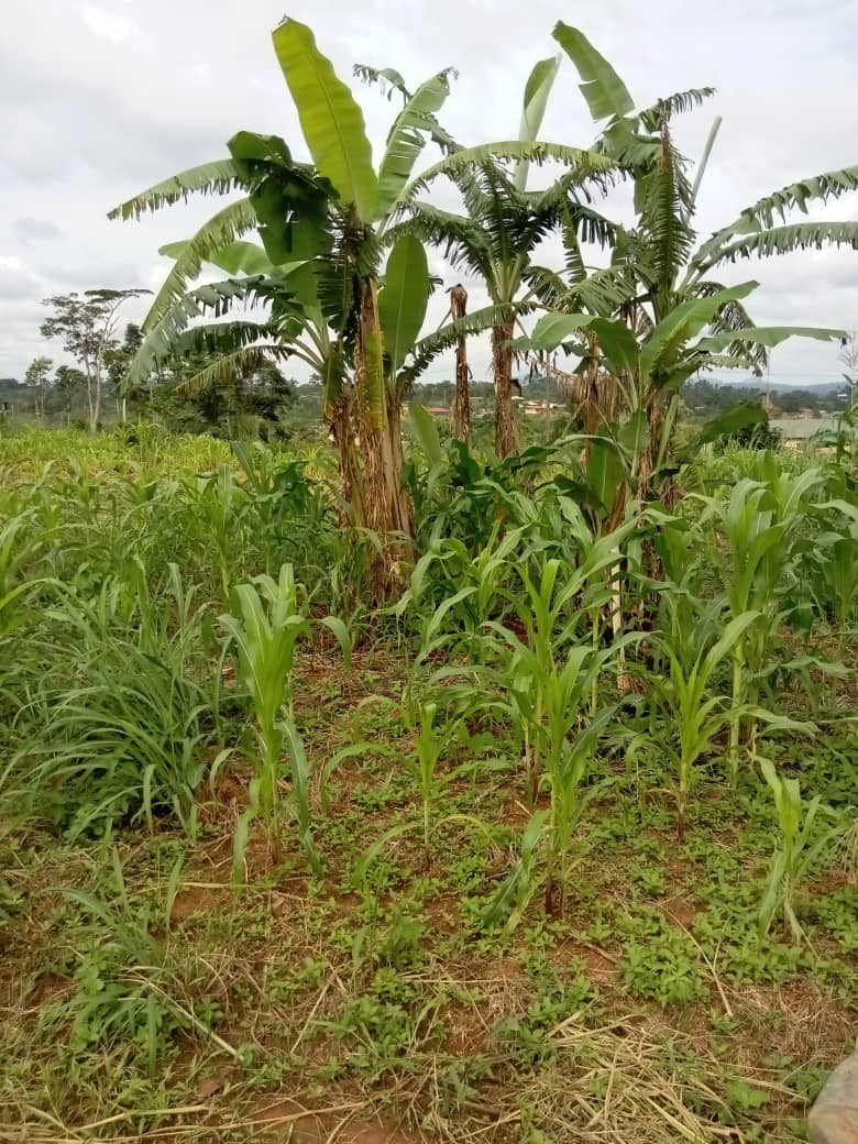 Terrain à vendre situé a Yaoundé SOA