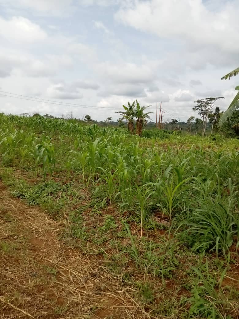 Terrain à vendre situé a Yaoundé SOA
