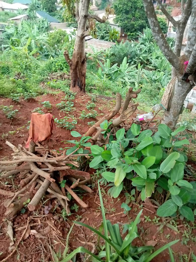 Terrain à vendre situé a Yaoundé NGOUSSOU