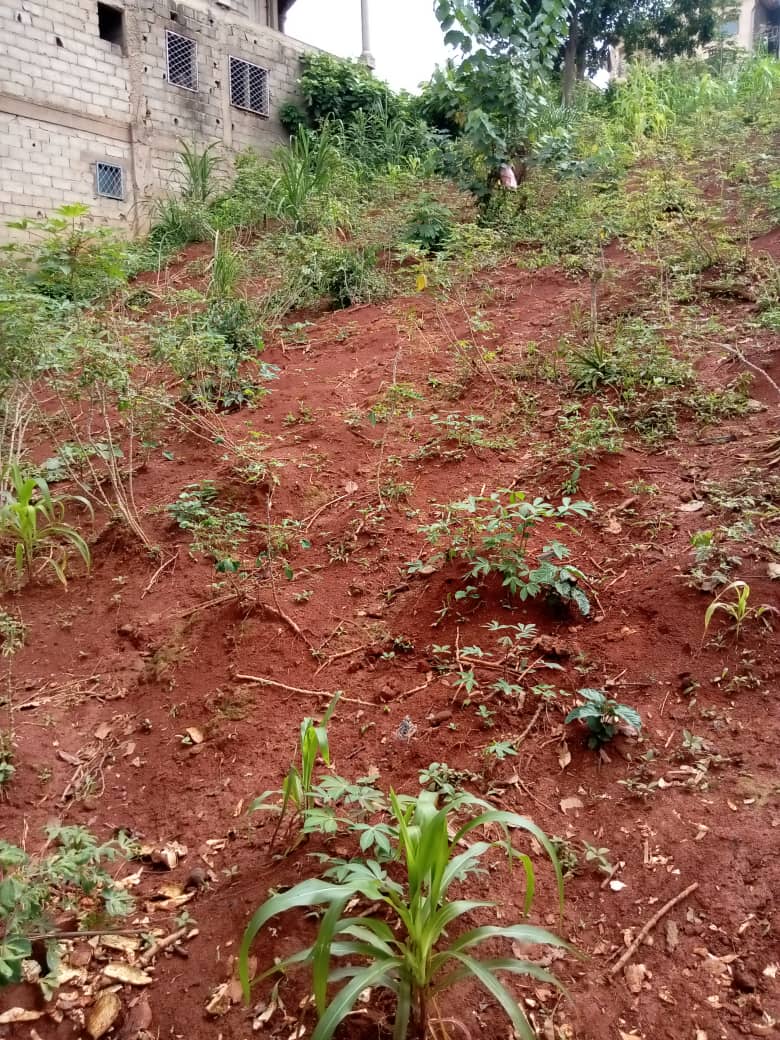 Terrain à vendre situé a Yaoundé NGOUSSOU