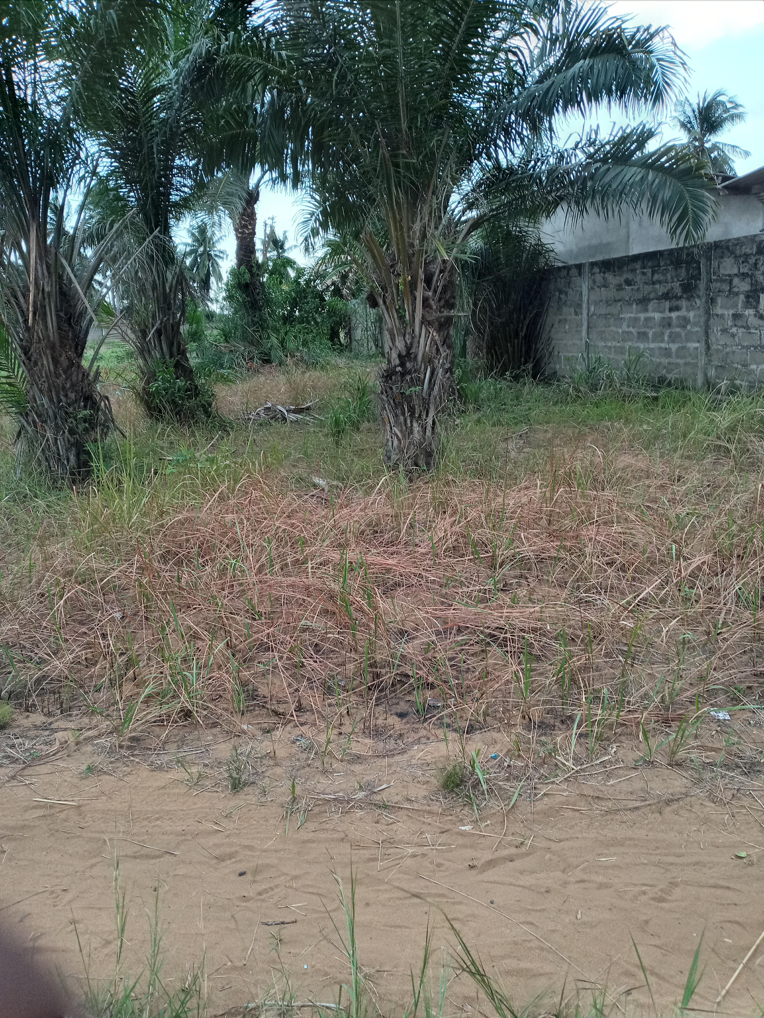 Deux lots et quart de terrains à Kpéssi