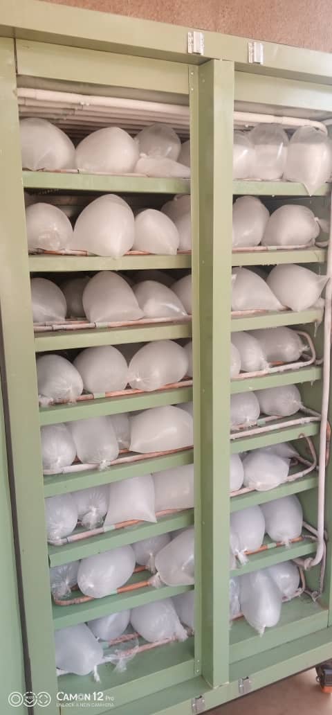 PONDEUSE A GLACE new