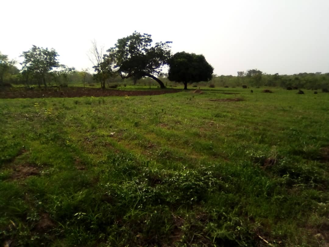 OPPORTUNITÉ HECTARES AU BÉNIN A SAVALOU OPPORTUNITÉ HECTARES AU BÉNIN A SAVALOU