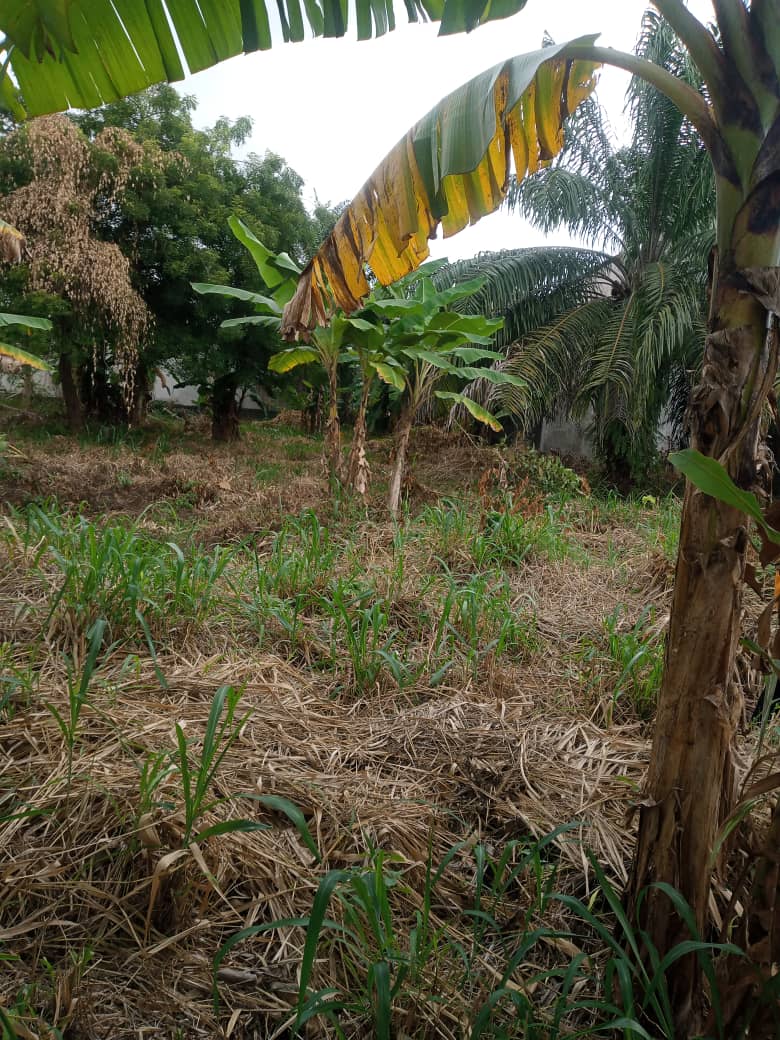 Terrain clôture 1000m2 avec ACD en vente Vallon zone ambassade du Ghana Terrain clôture 1000m2 avec ACD en vente Vallon zone ambassade du Ghana