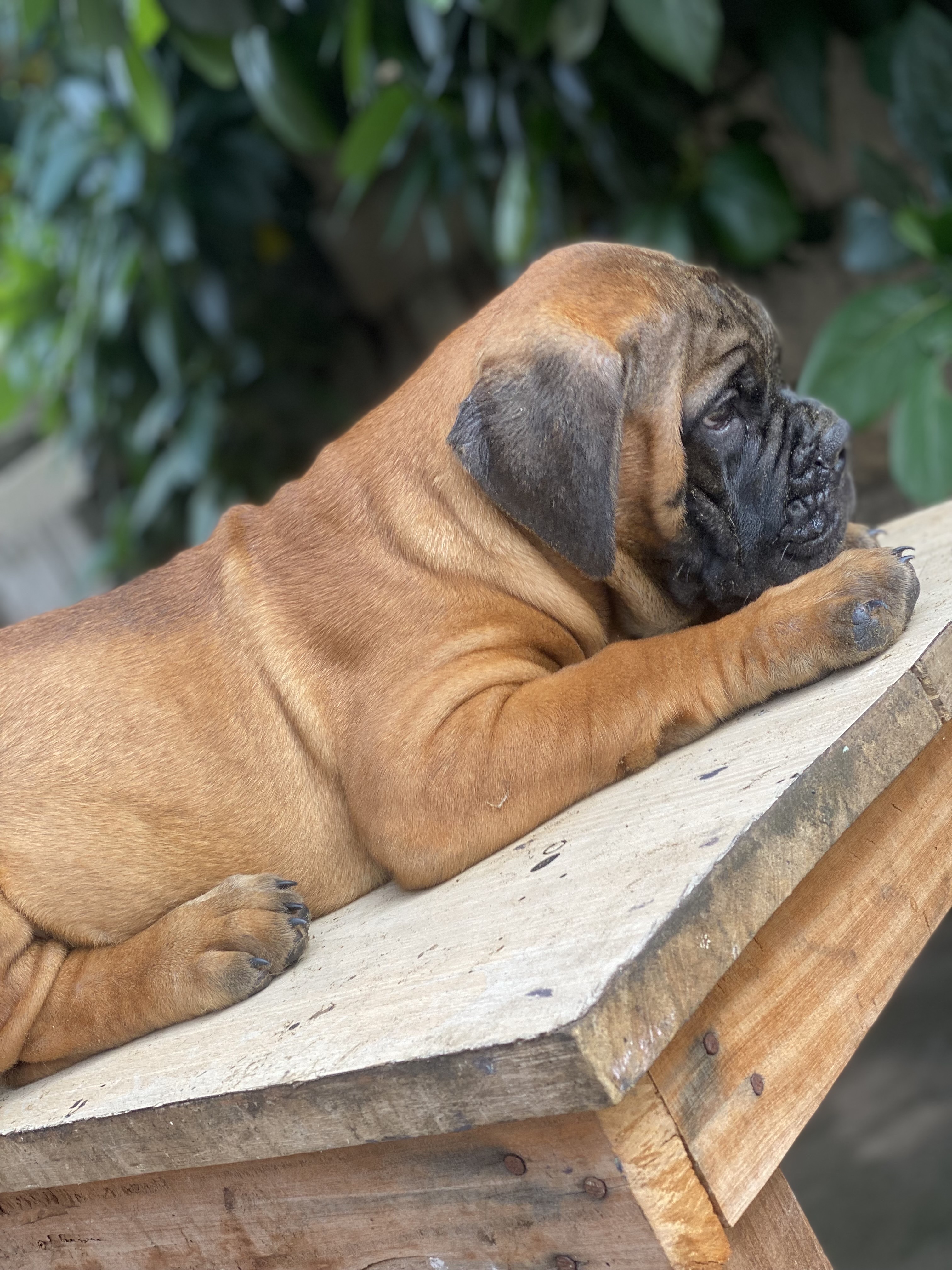 bullmastiff puppy
