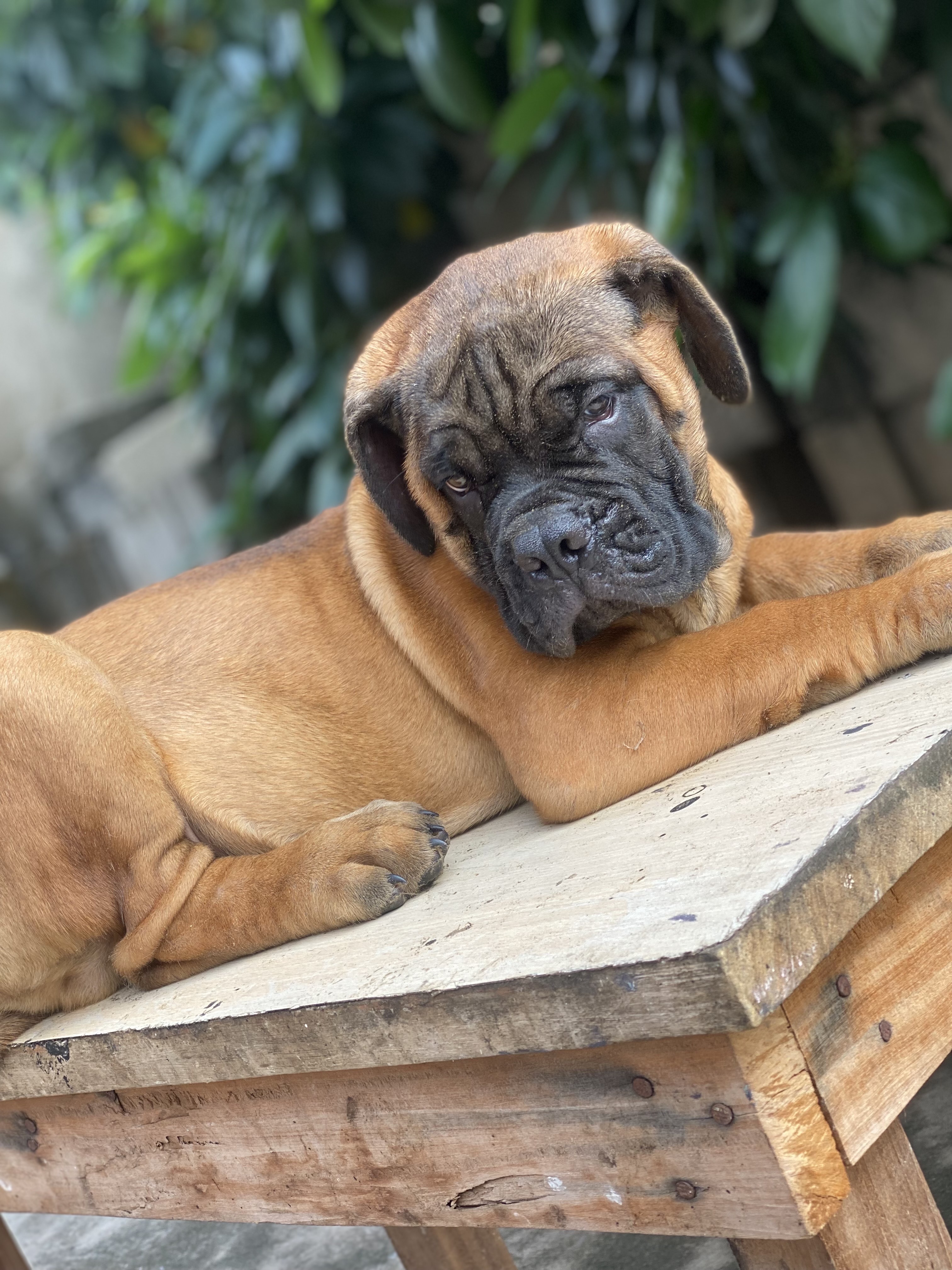 bullmastiff puppies