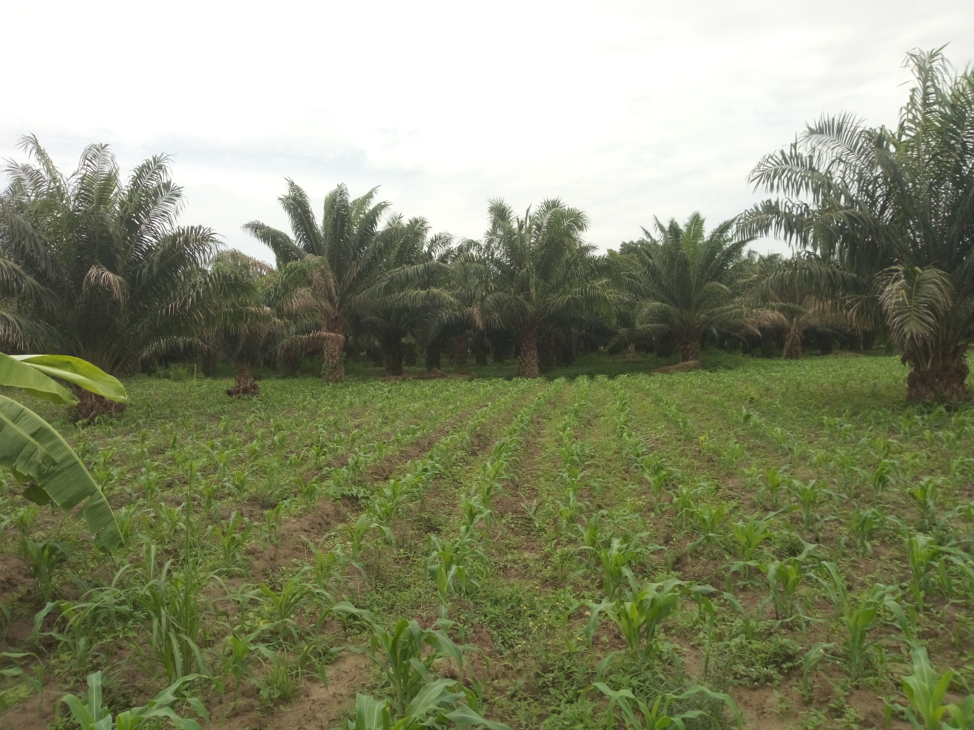 HECTARES FERTILES A SAVALOU