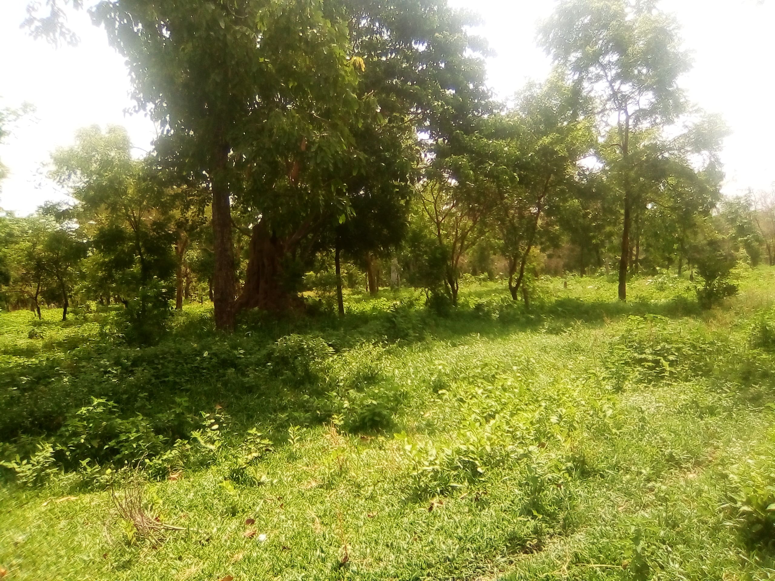 HECTARES FERTILES A SAVALOU