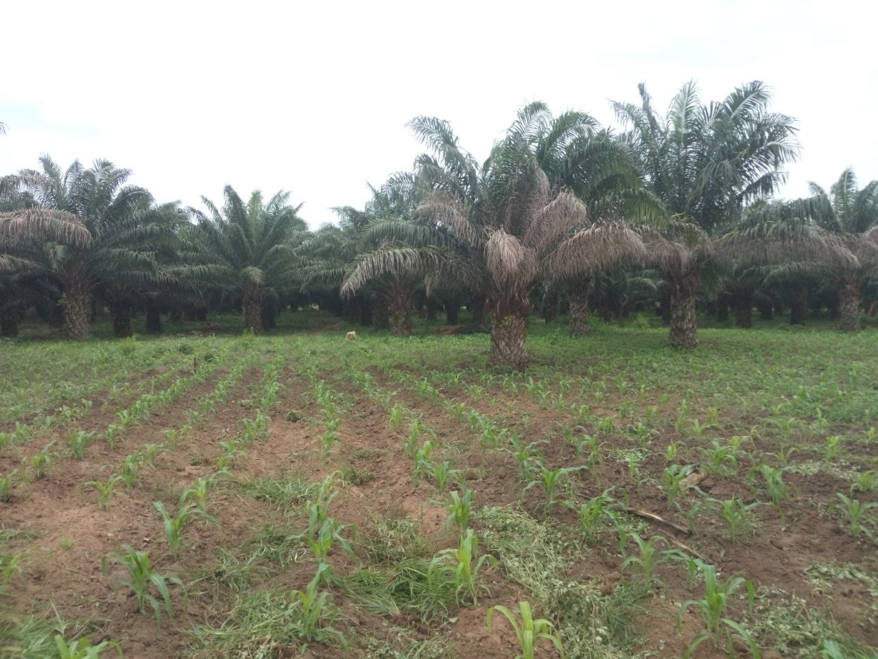 16 HECTARES disponible au BÉNIN DÉPARTEMENT ATLANTIQUE À ALLADA-SEHOUE 16 HECTARES disponible au BÉNIN DÉPARTEMENT ATLANTIQUE À ALLADA-SEHOUE