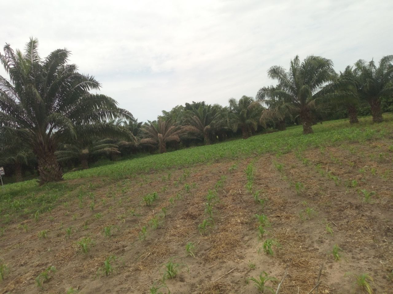 16 HECTARES disponible au BÉNIN DÉPARTEMENT ATLANTIQUE À ALLADA-SEHOUE