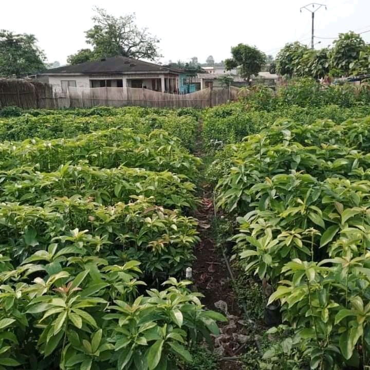plents sélectionnez de qualité supérieure en vente dans la ville de Yaoundé