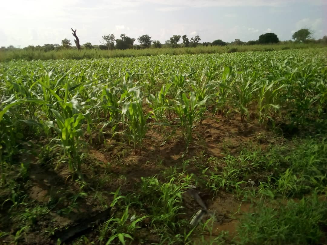 HECTARES AGRICOLE A SAVALOU