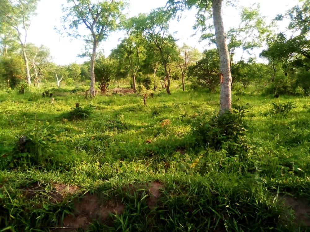 HECTARES AGRICOLE A SAVALOU