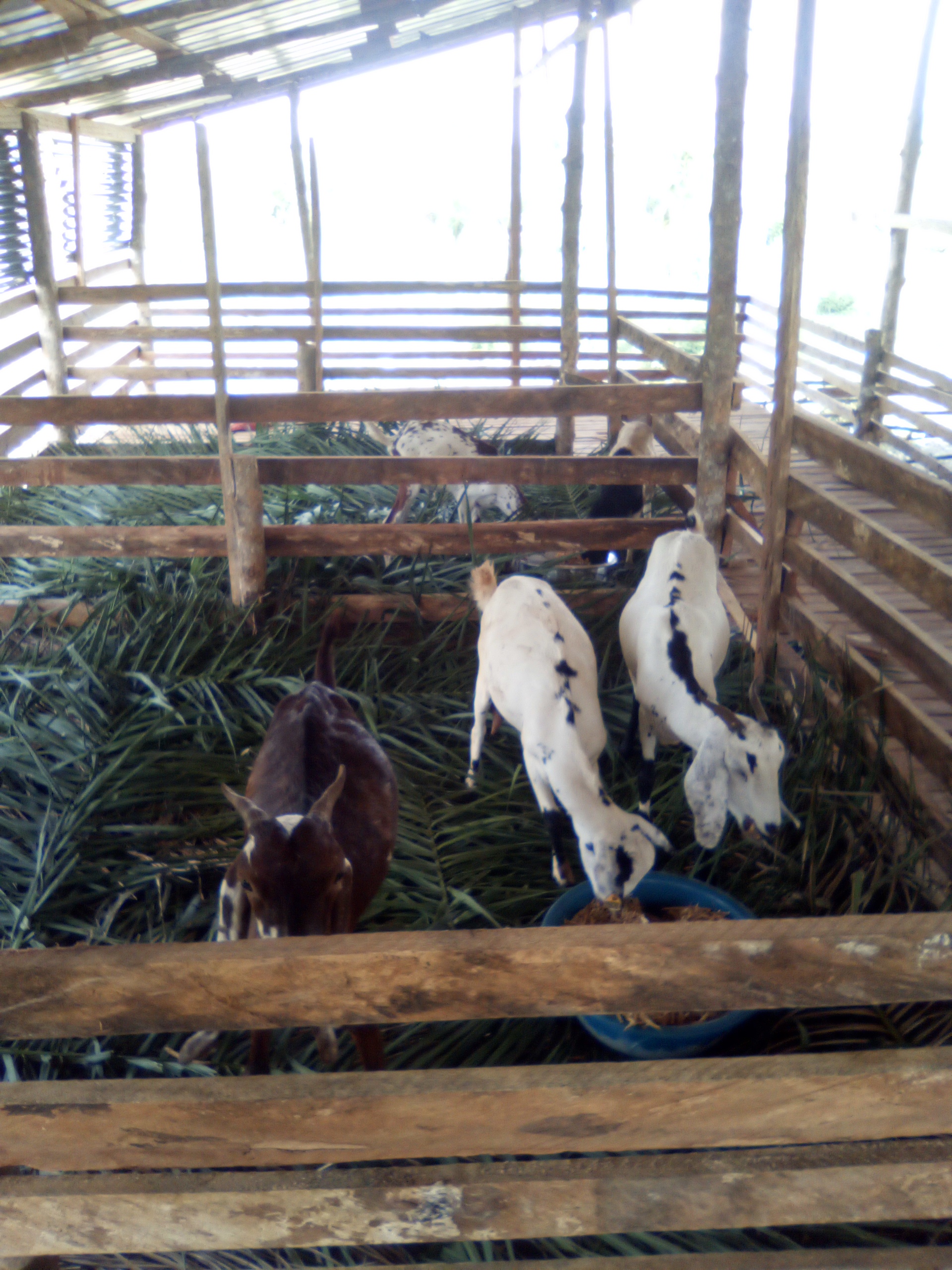 CONSTRUCTION DE BERGERIE