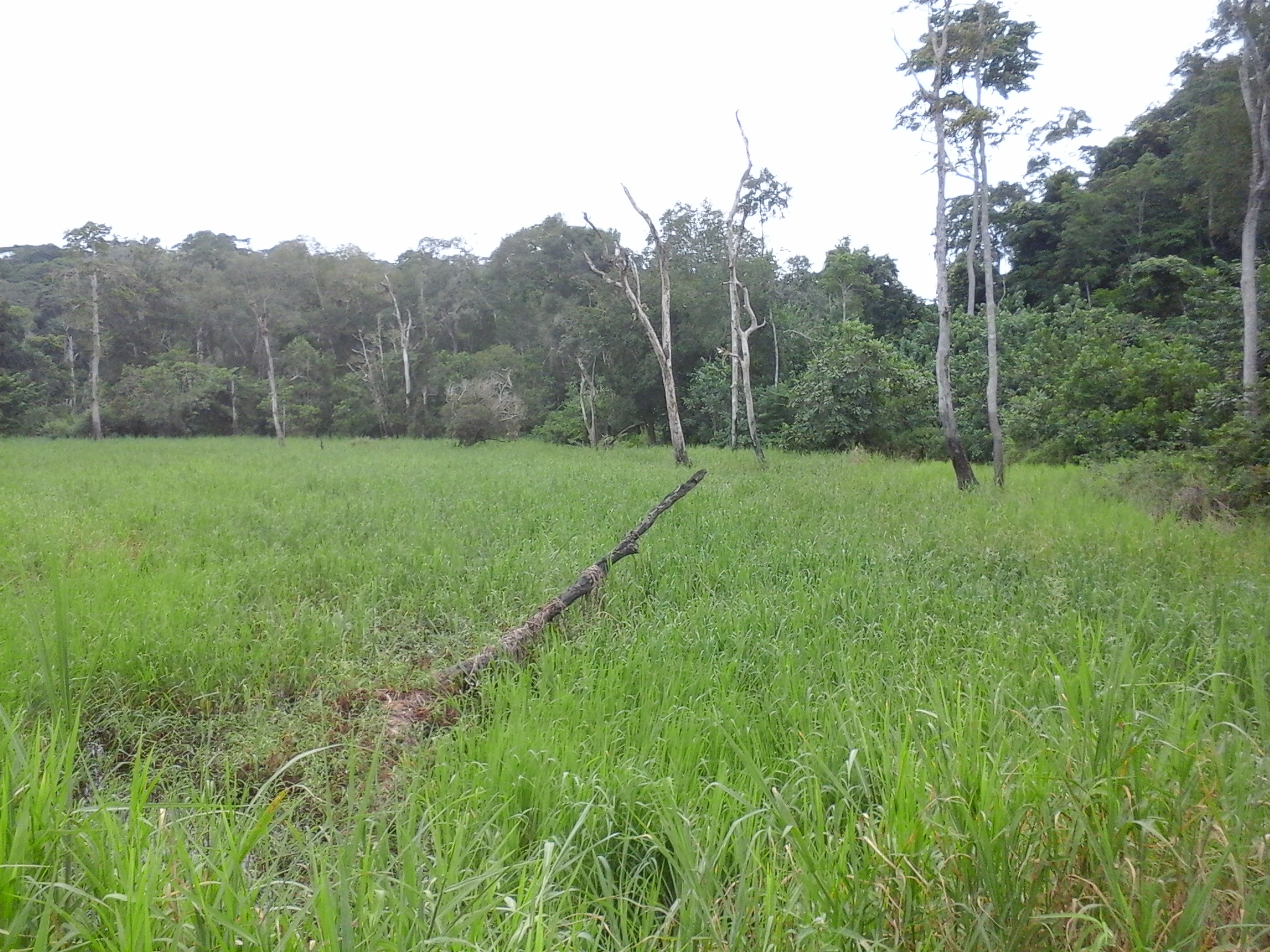 500 hectares de terrain agricole à louer à Mengang /Cameroun