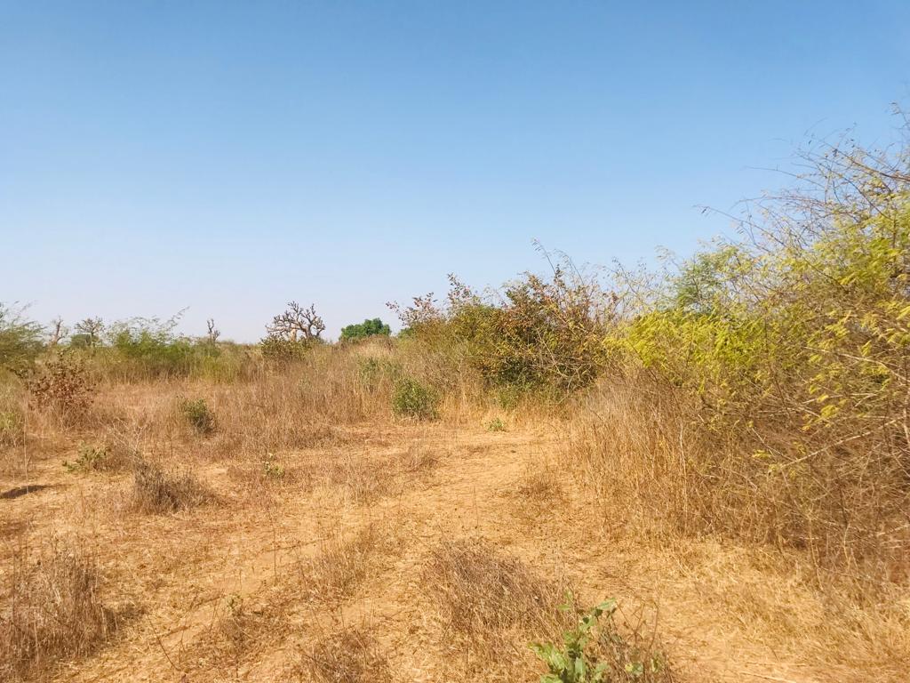 Terrain Agricole de 1,18 hectare à Keur Moussa