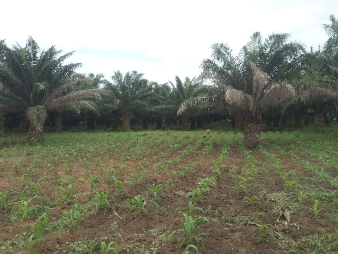 Djidja 50 hectares de domaines sont en vente à Djidja Monsourou, dans le département de Zou au Bénin Djidja 50 hectares de domaines sont en vente à Djidja Monsourou, dans le département de Zou au Bénin
