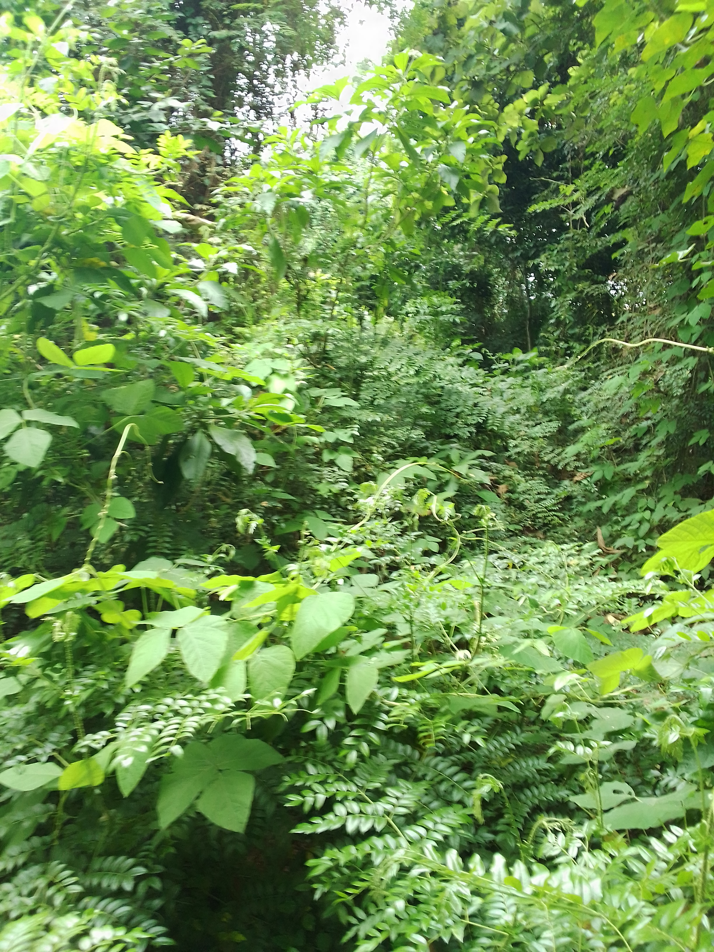Vente de portion de forêt