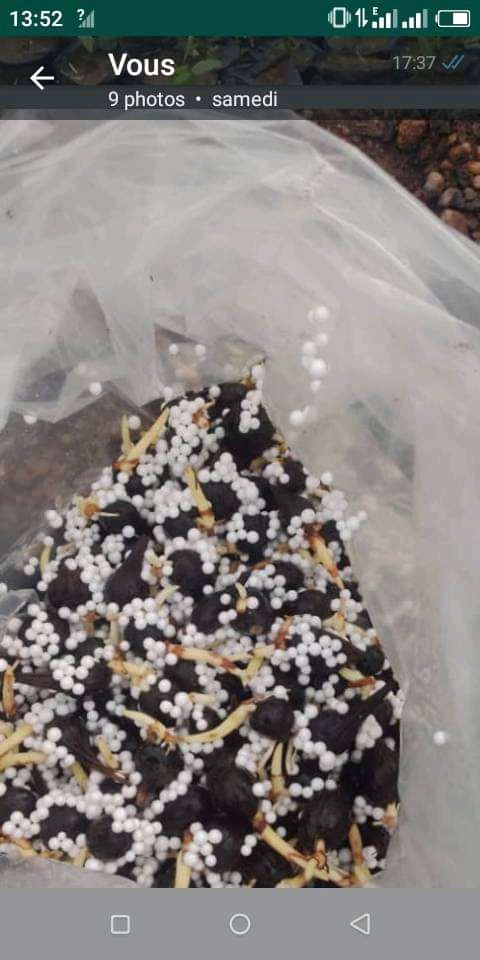 les semences pregermées de palmier Sélectionné TENERA F1 papaye nain goyave Thaïlandais citron.... les semences pregermées de palmier Sélectionné TENERA F1 papaye nain goyave Thaïlandais citron....
