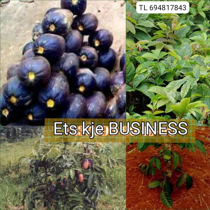 10000 plants sélectionné d'arbre fruitiers a vendre dans la ville de Yaoundé