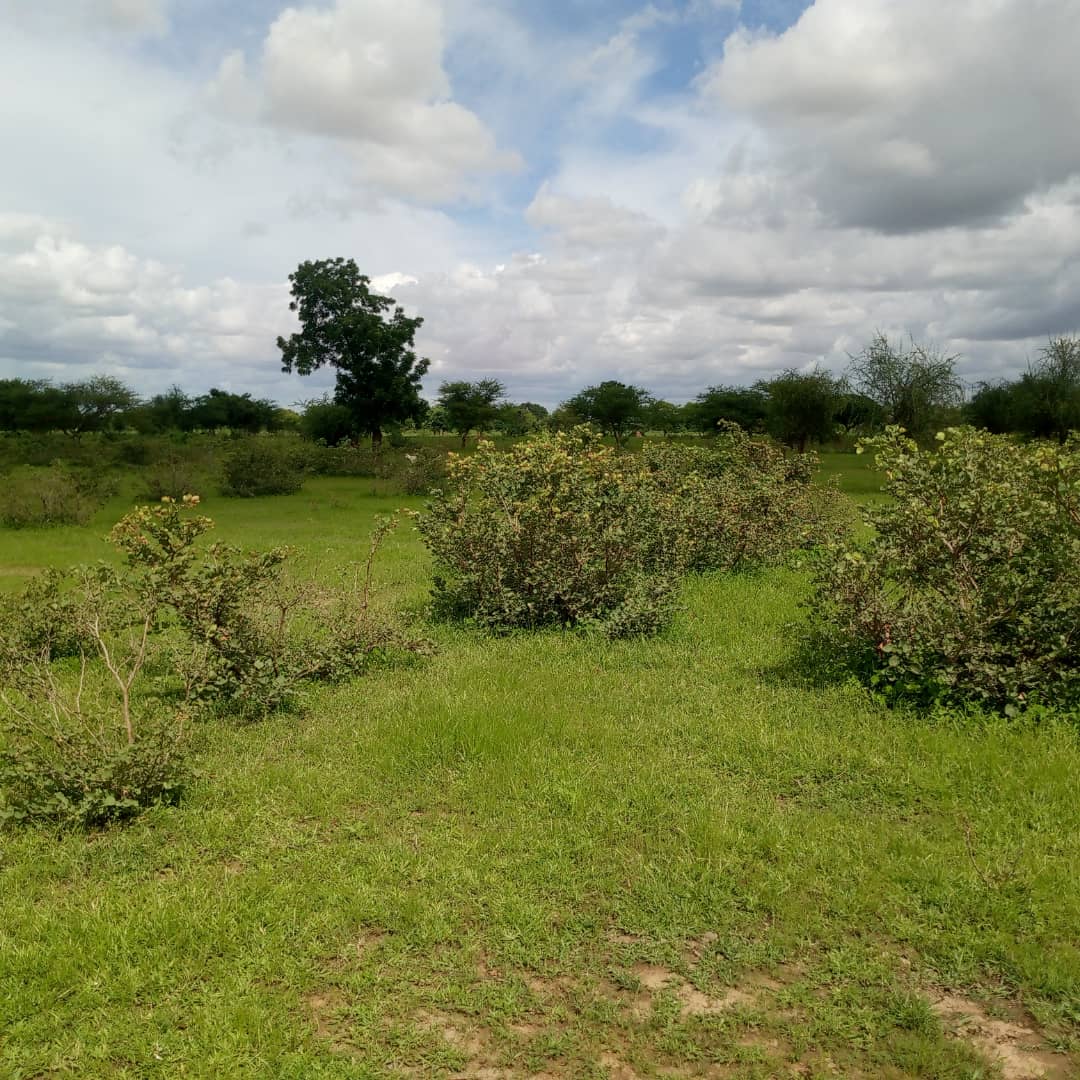 vends terrain a ziniaré