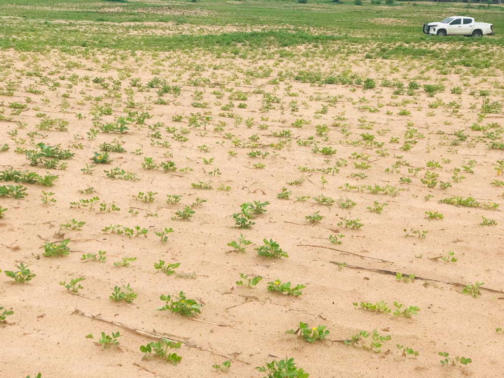Terrain Agricole de 1 hectare Tassette