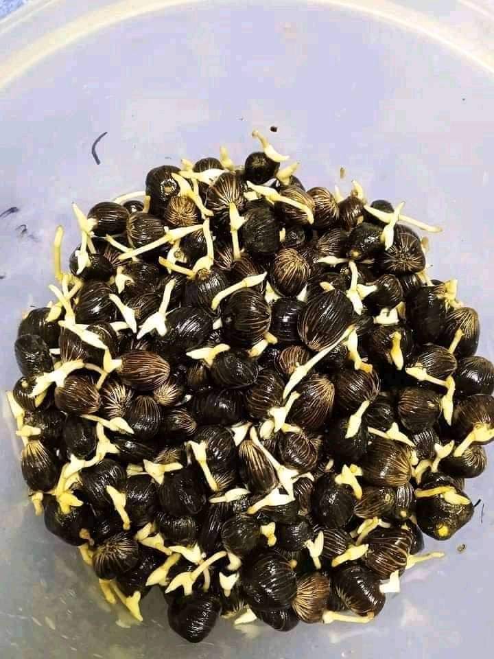 les semences pregermées de palmier Sélectionné TENERA F1 papaye nain goyave Thaïlandais citron... les semences pregermées de palmier Sélectionné TENERA F1 papaye nain goyave Thaïlandais citron...