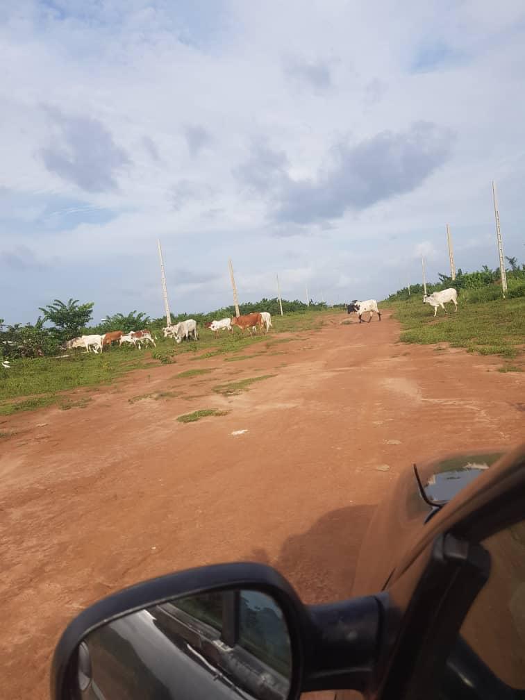 VENTE DE TERRAINS À YAMOUSSOUKRO N'DAKONANKRO RÉSIDENTIEL