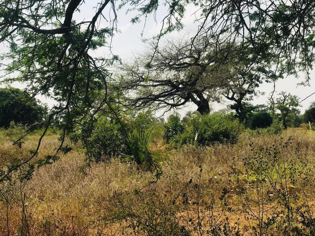 Verger de 1,91 hectare à Pire