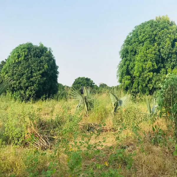 Verger de 1,43 hectare à Pire