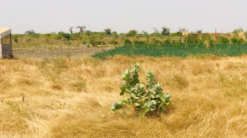 Verger Agricole de 3,01 hectares à Ngueniene