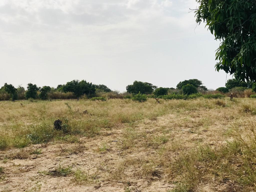 Verger Fruitier de 8 528 m² à Taïba Ndiaye